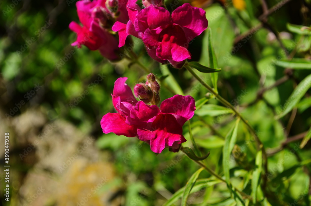 Beautiful garden flowers at sunny day, Snapdragon flowers blooming in garden, Colorful Snapdragons