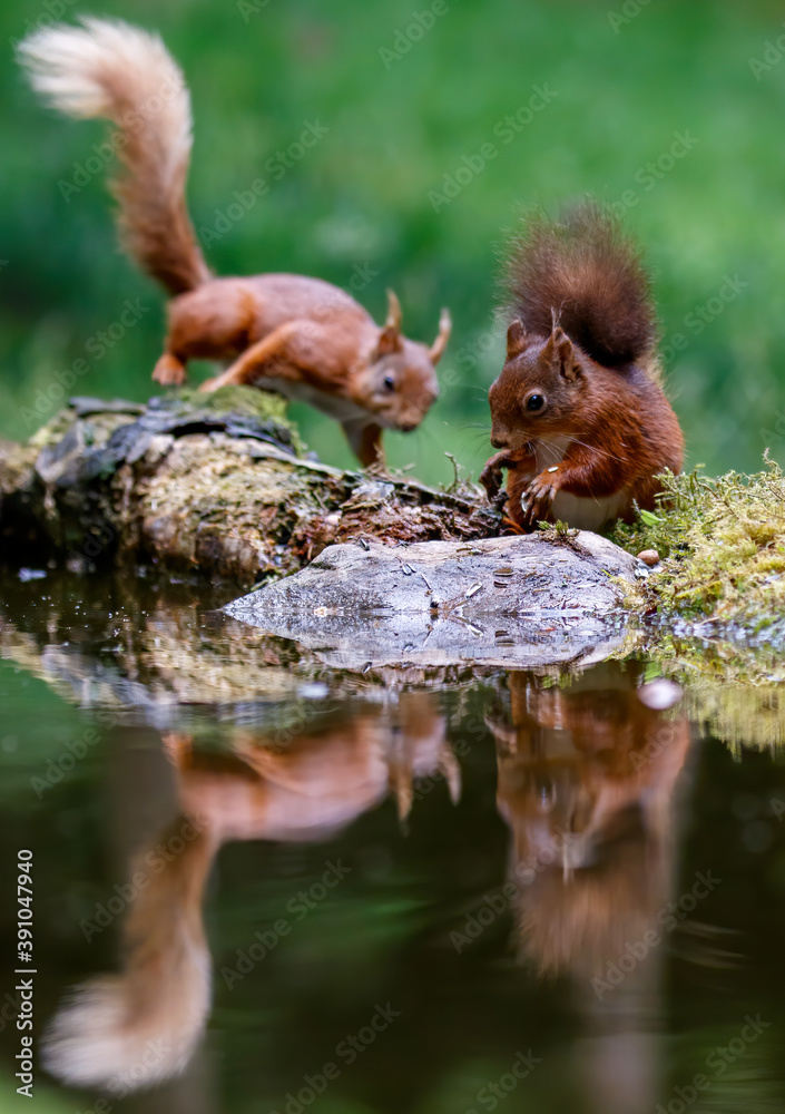 Two Red Squirrels