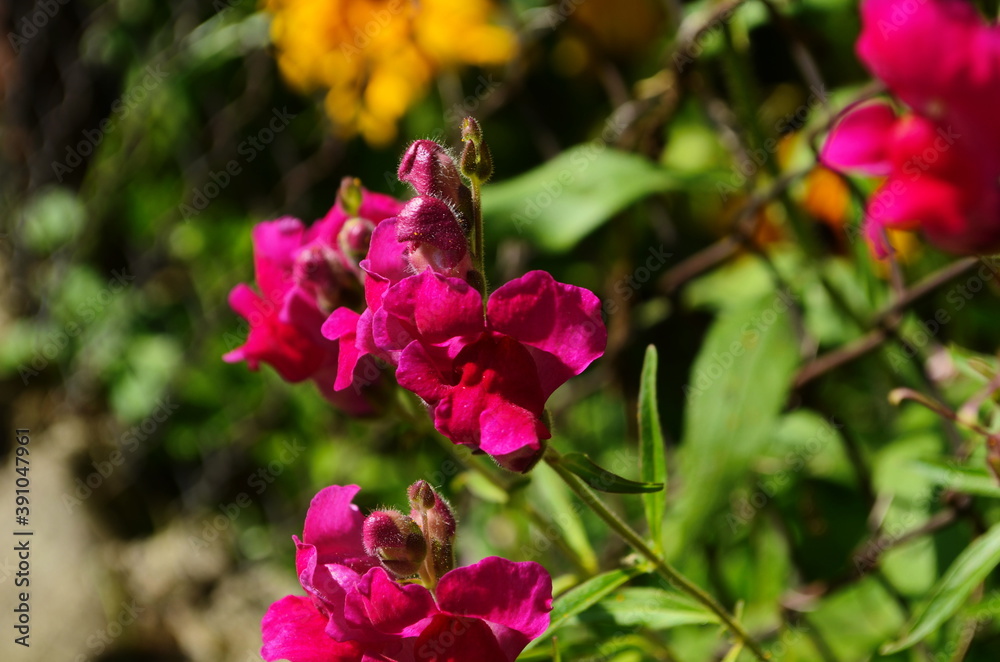Beautiful garden flowers at sunny day, Snapdragon flowers blooming in garden, Colorful Snapdragons Beautiful garden flowers at sunny day, Snapdragon flowers blooming in garden, Colorful Snapdragons