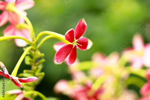 Red and white flowers of Combretum indicum, known as the Rangoon creeper or Chinese honeysuckle