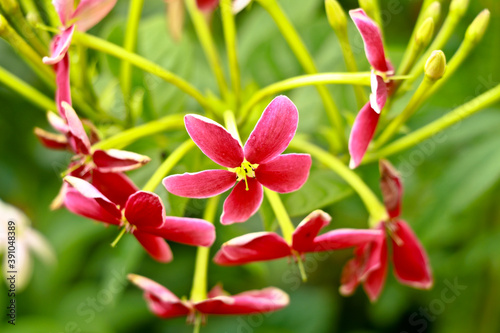 Red and white flowers of Combretum indicum, known as the Rangoon creeper  or  Chinese honeysuckle photo