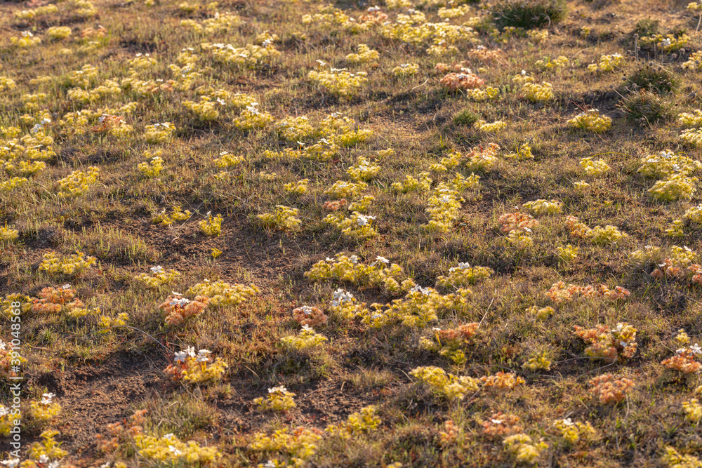 Nice green plants of Drosera rupicola in backlight close to Holt Rock, Western Australia Nice green plants of Drosera rupicola in backlight close to Holt Rock, Western Australia