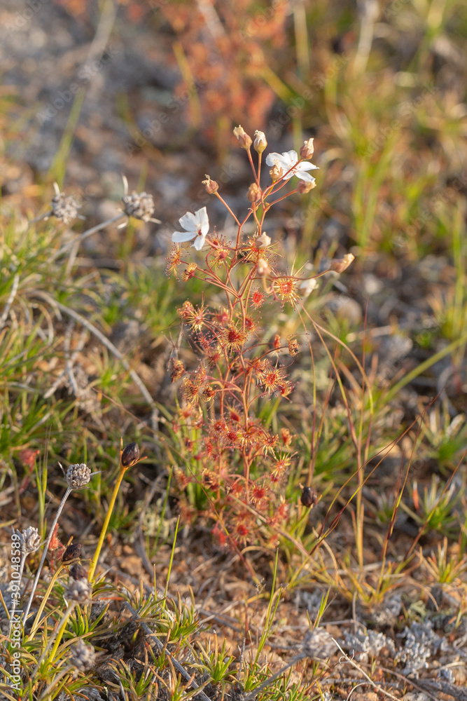 The red upright Sundew Drosera graniticola close to Holt Rock, Western Australia The red upright Sundew Drosera graniticola close to Holt Rock, Western Australia