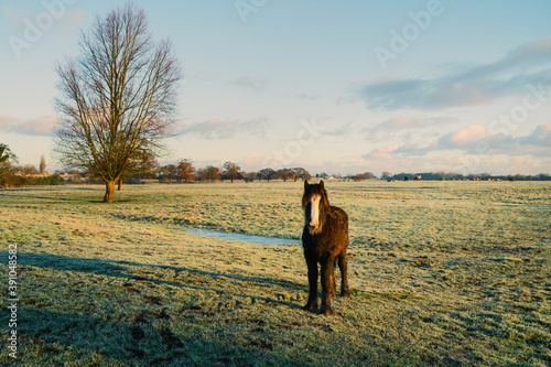 A cob horse in green pasture under bright sky in fall. Beverley, Yorkshire, UK.