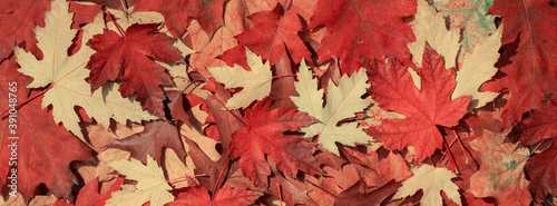 Pattern old dry red yellow autumn leaves.