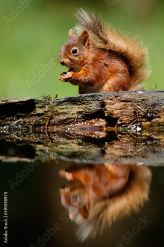 Red Squirrel Reflaction