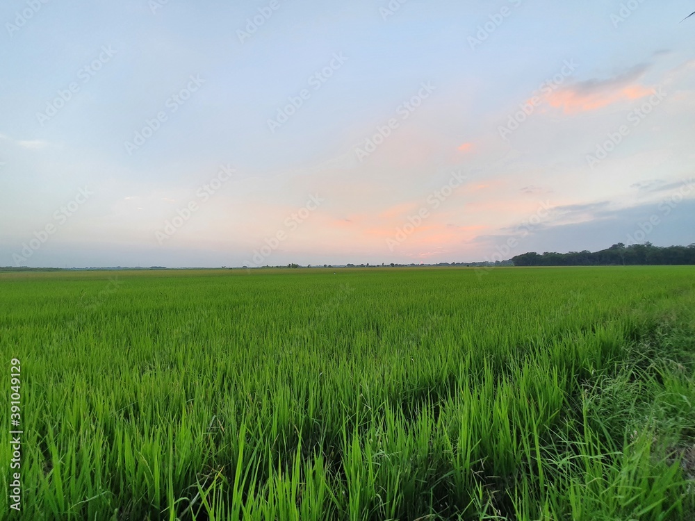 Green rice fields in Thailand.Green rice fields in the evening.