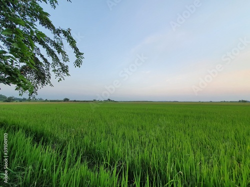 Green rice fields in Thailand.Green rice fields in the evening.