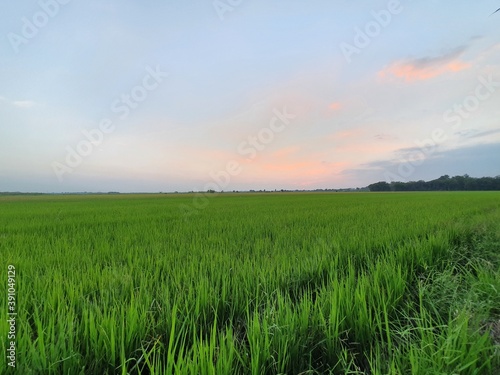 Green rice fields in Thailand.Green rice fields in the evening.