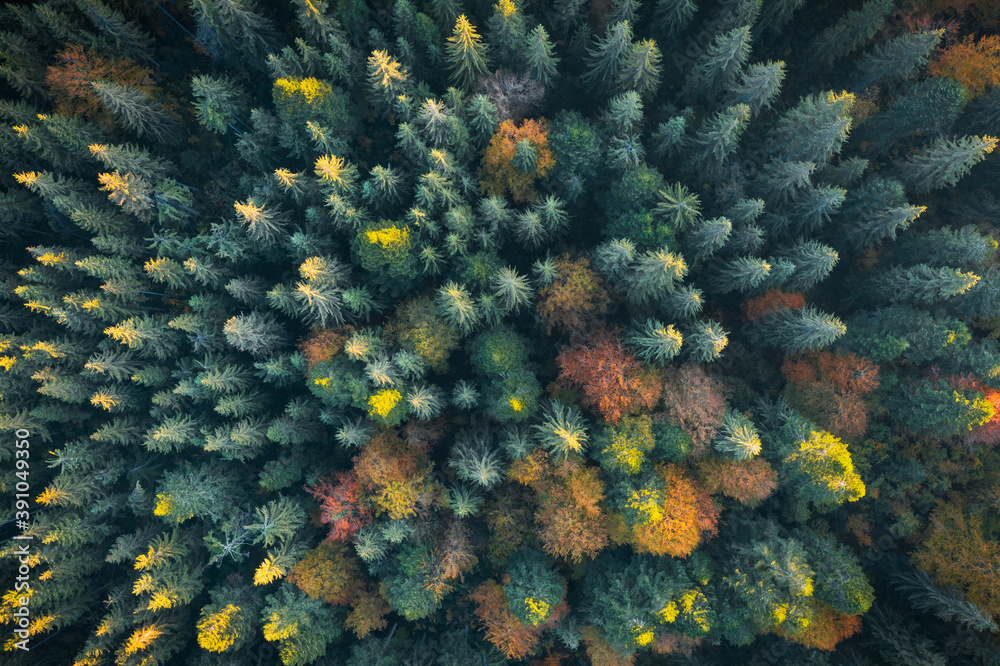 Aerial drone top down view. Yellow, orange and red autumn trees in colorful forest. Sunny day in autumn mountains