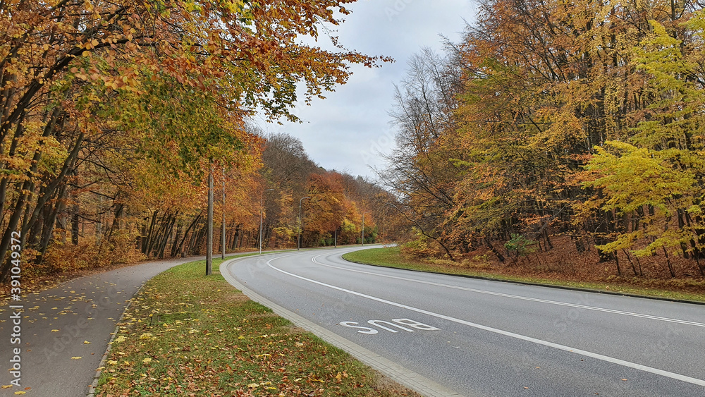 Street and pavement in the autumn forest, no people or cars.