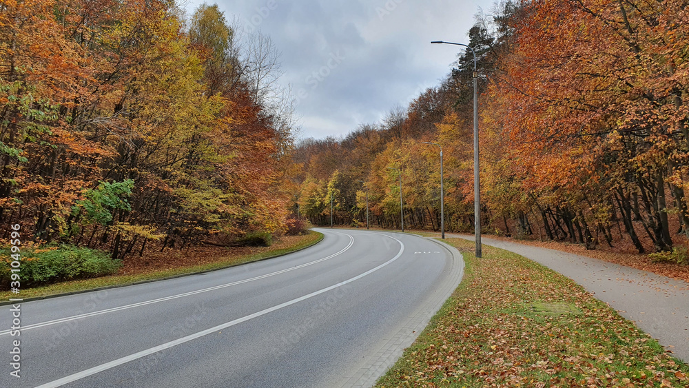 Street and pavement in the autumn forest, no people or cars. Street and pavement in the autumn forest, no people or cars.