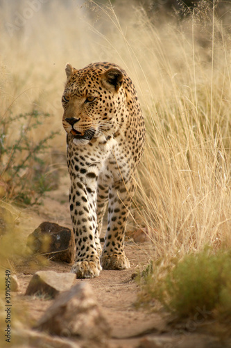  Leopard (Panthera pardus) Raubtier im Grasland, Afrika © Aggi Schmid