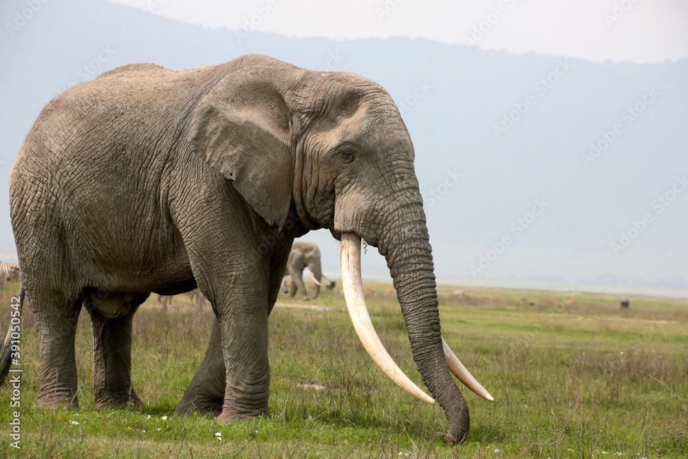 Obraz premium Afrikanische Elefant (Loxodonta africana) Bulle in der Steppe, Amboseli Nationalpark, Kenia, Ostafrika