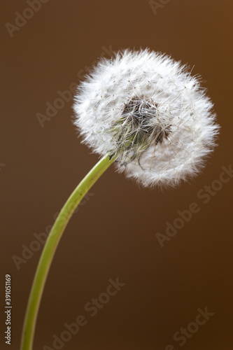 Close up of a dandelion flower  golden background