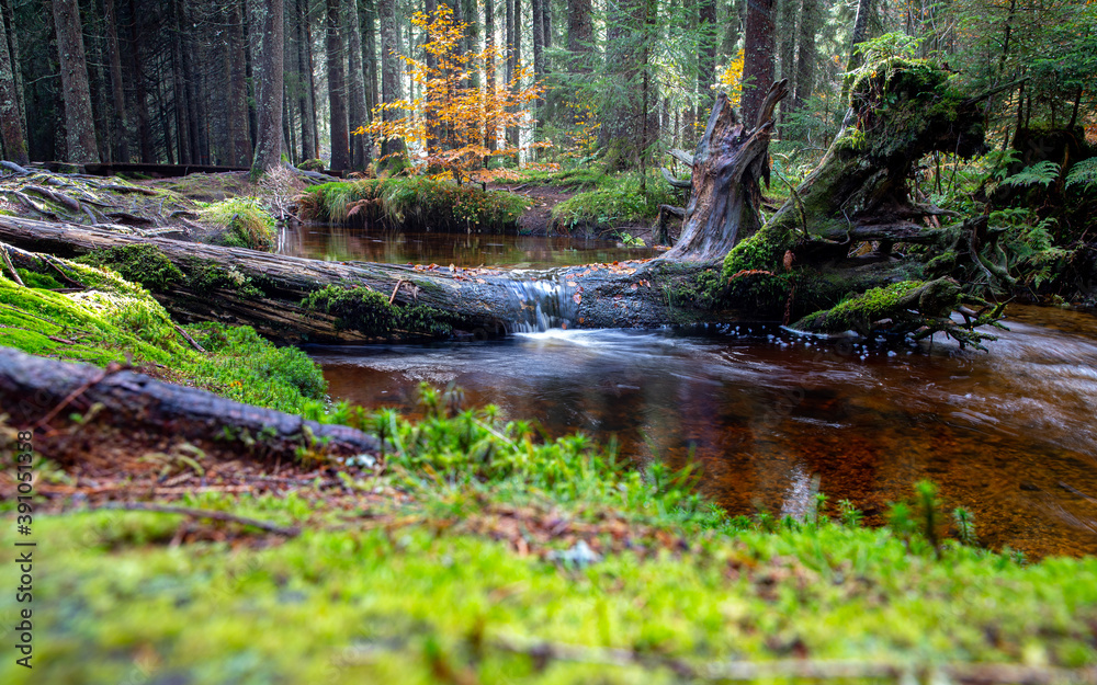 Fototapeta premium Rönischbächle im Zauberwald bei Bernau