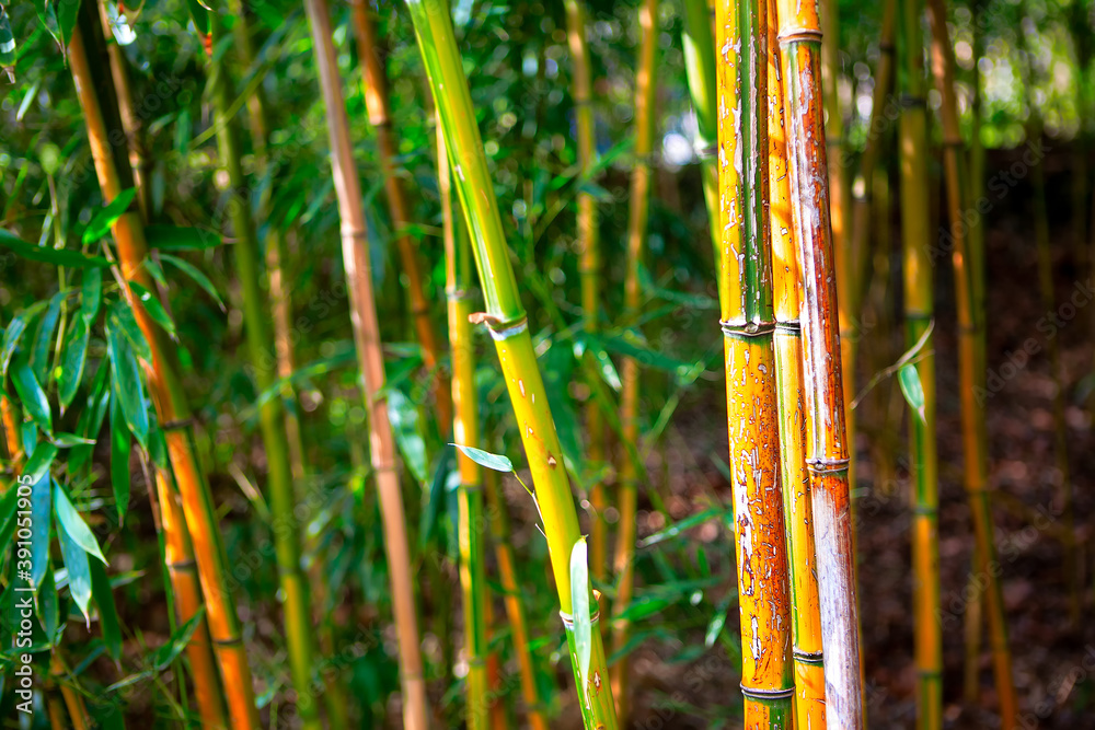 Obraz premium Bamboo evergreen plants