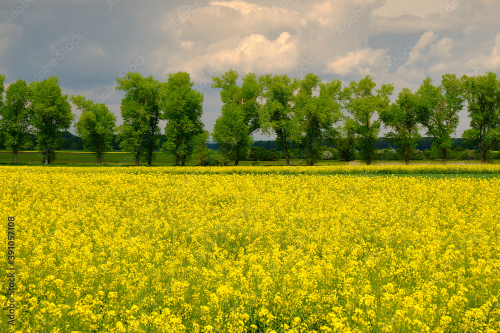 Obraz premium Landschaft am NSG Sulzheimer Gipshügel, Landkreis Schweinfurt, Unterfranken, Bayern, Deutschland