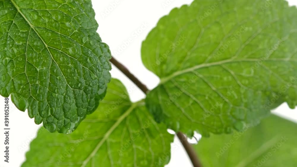 mint. water drops on Fresh mojito mint leaf, white background. close up mint. water drops on Fresh mojito mint leaf, white background. close up