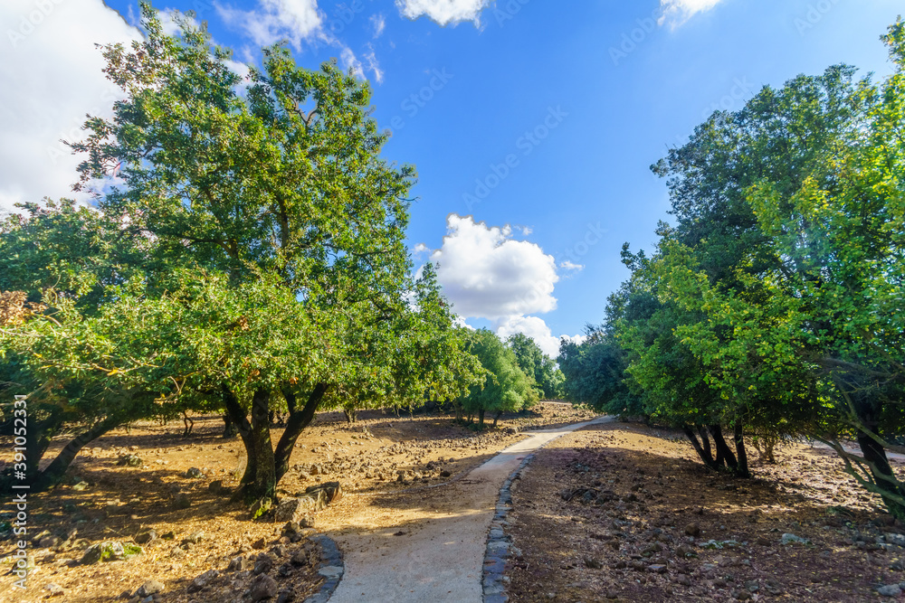 Fototapeta premium Volcanic landscape and a footpath in the Golan Heights