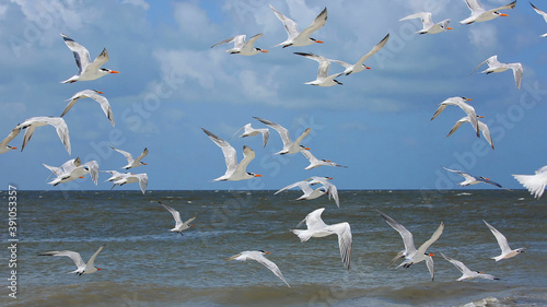 Photography Royal terns and Sandwich terns take flight on Fort Myers Beach shoreline