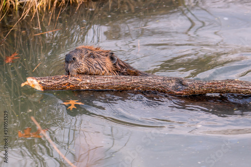 big beaver in a river outlet gnawing on a branch it chewed off of a tree along the bank and dragged over to the bank
