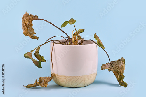 Tela Neglected dying house plant with hanging dry leaves in white flower pot on blue
