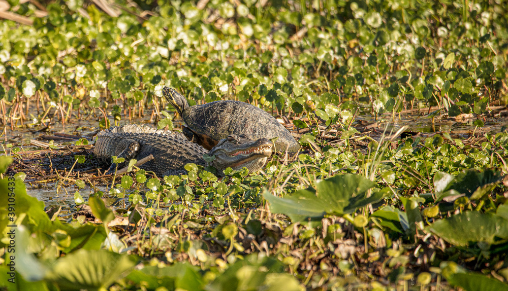 alligator and turtle sit together on a sunny day in the wetlands alligator and turtle sit together on a sunny day in the wetlands