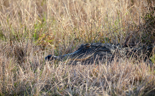 adult alligator suns on the trail ahead in the wetlands