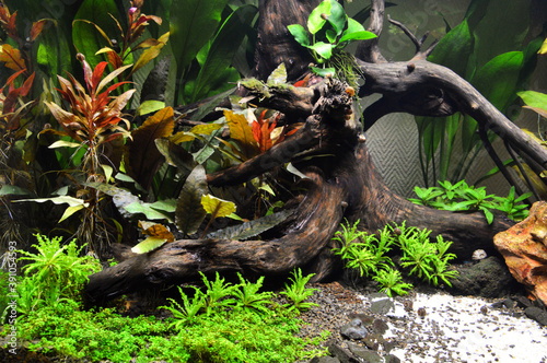 Beautiful aquatic decor in an aquarium, with aquatic plants. This is aquascaping photo