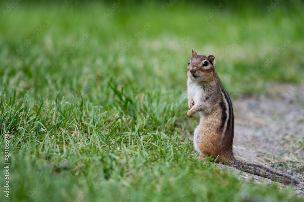 Obraz premium Canadian chipmunks, 1