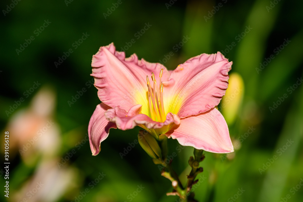 Fototapeta premium Vivid pink Hemerocallis daylily, Lilium or Lily plant in a British cottage style garden in a sunny summer day, beautiful outdoor background photographed with soft focus.