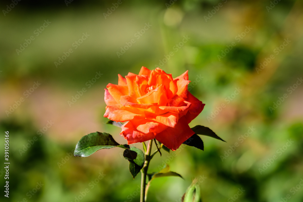 Close up of one large and delicate vivid yellow orange rose in full bloom in a summer garden, in direct sunlight, with blurred green leaves in the background. Close up of one large and delicate vivid yellow orange rose in full bloom in a summer garden, in direct sunlight, with blurred green leaves in the background.