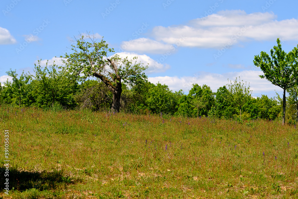 Fototapeta premium Landschaft im Naturschutzgebiet Mäusberg bei Karlstadt, Landkreis Main-Spessart, Unterfranken, Bayern, Deutschland