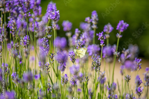 Schmetterling auf idyllischem Lavendelfeld im Sommer