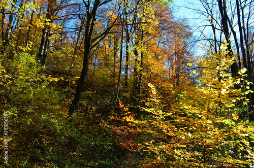 Golden autumn scene in a park, with falling leaves, the sun shining through the trees and blue sky