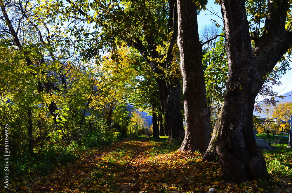 Golden autumn scene in a park, with falling leaves, the sun shining through the trees and blue sky