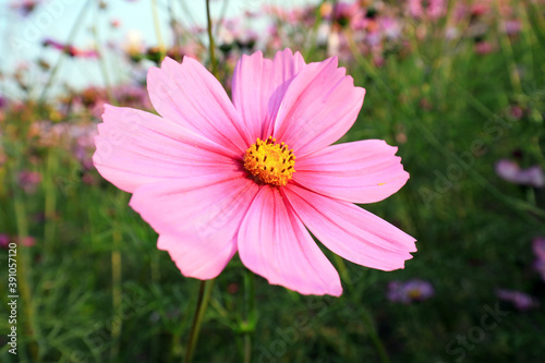 Gesang flowers in the park  China