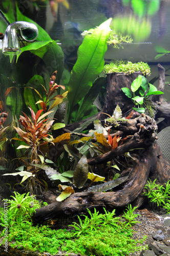 Beautiful aquatic decor in an aquarium, with aquatic plants