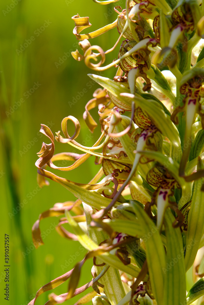 Bocks-Riemenzunge oder Bocksorchis, Himantoglossum hircinum Bocks-Riemenzunge oder Bocksorchis, Himantoglossum hircinum