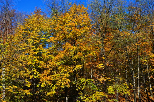 Fototapeta Naklejka Na Ścianę i Meble -  Golden autumn scene in a park, with falling leaves, the sun shining through the trees and blue sky