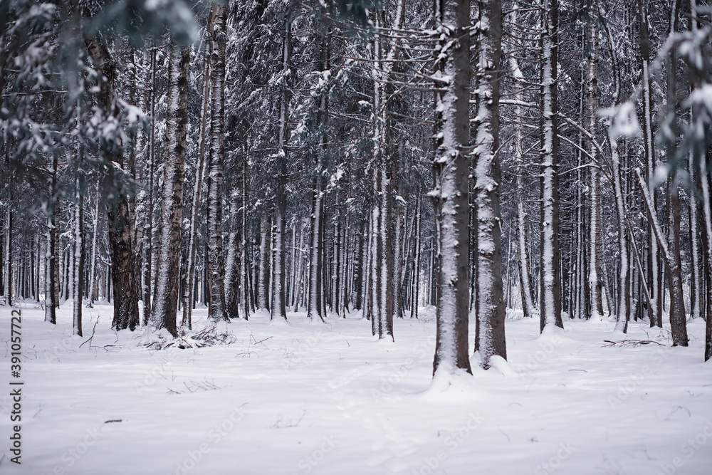 Winter forest landscape. Tall trees under snow cover. January frosty day in the park. Winter forest landscape. Tall trees under snow cover. January frosty day in the park.