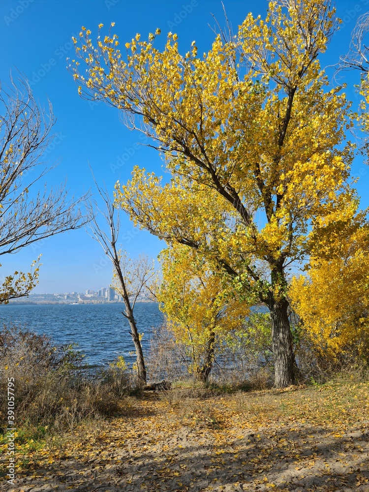 Fototapeta premium autumn in the park