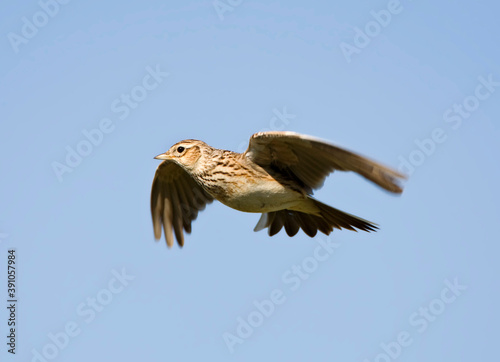 Veldleeuwerik, Eurasian Skylark, Alauda arvensis