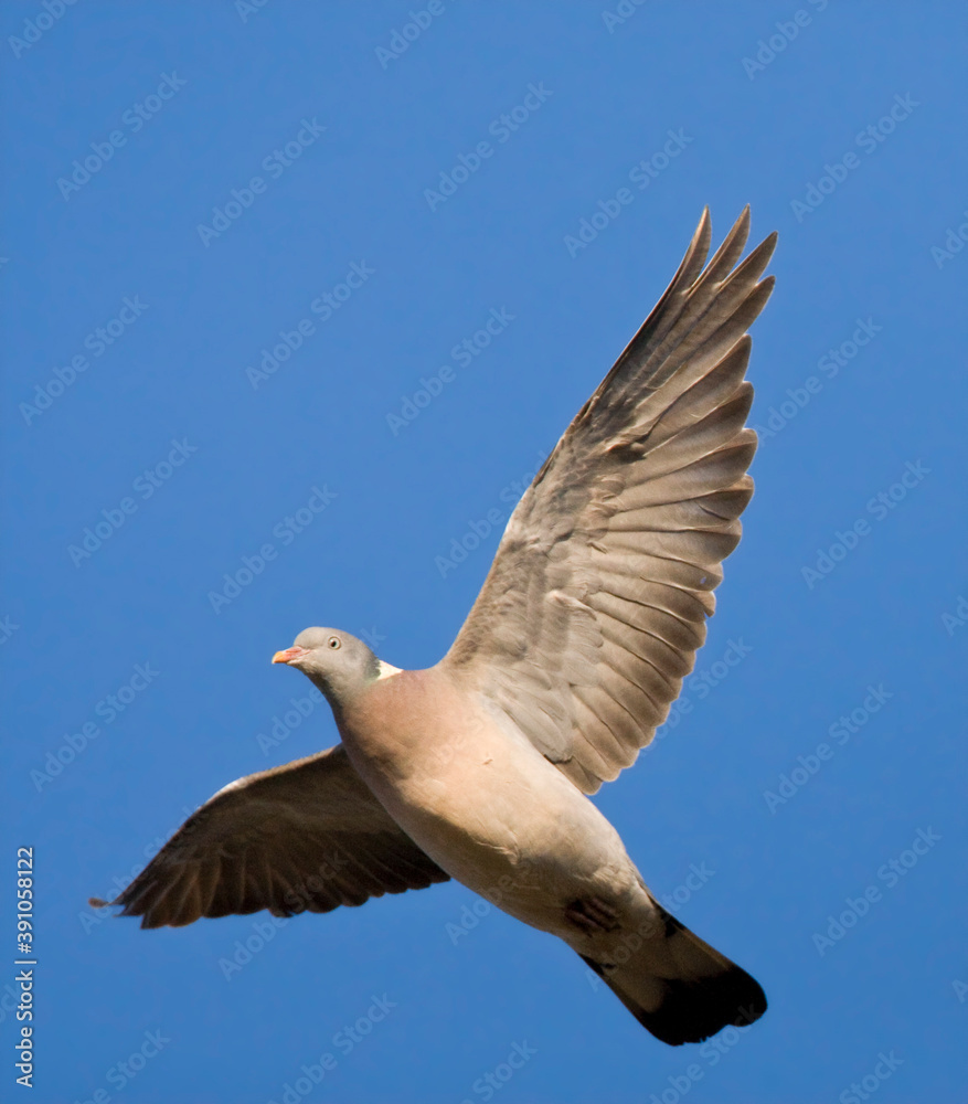 Houtduif, Common Wood Pigeon, Columba palumbus Houtduif, Common Wood Pigeon, Columba palumbus
