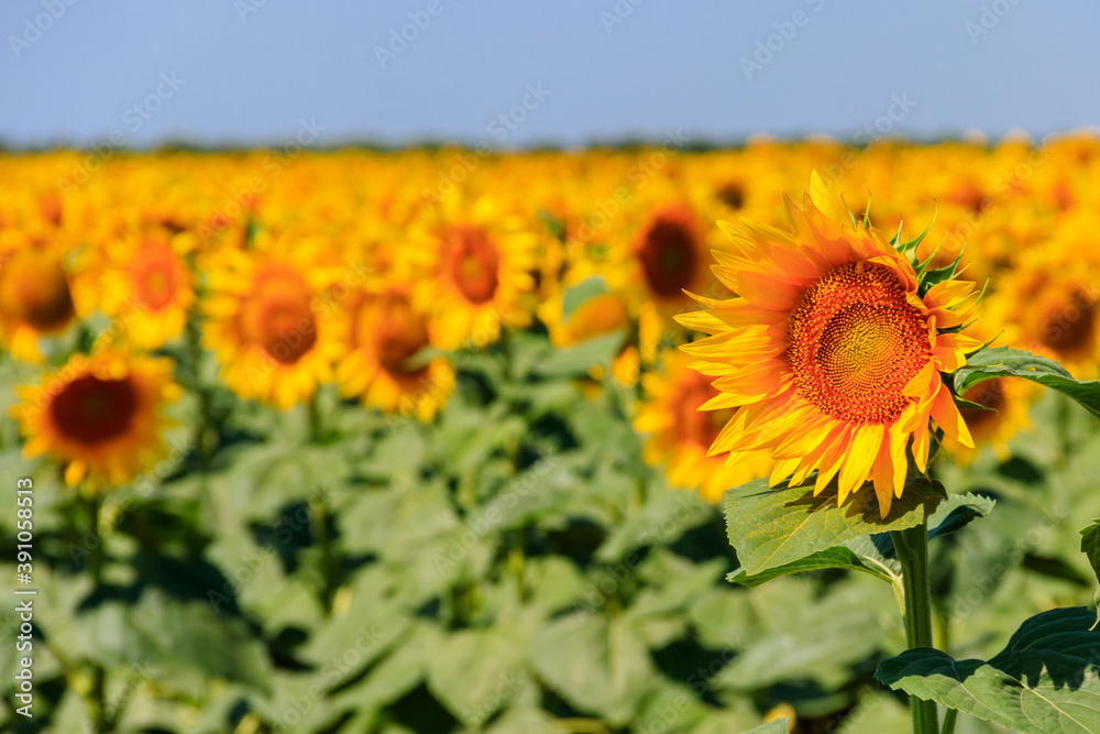 Fototapeta premium Beautiful yellow sunflowers on a sunflower field at summer