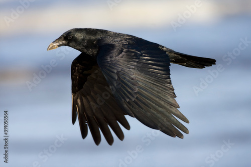 Zwarte Kraai, Carrion Crow, Corvus corone photo