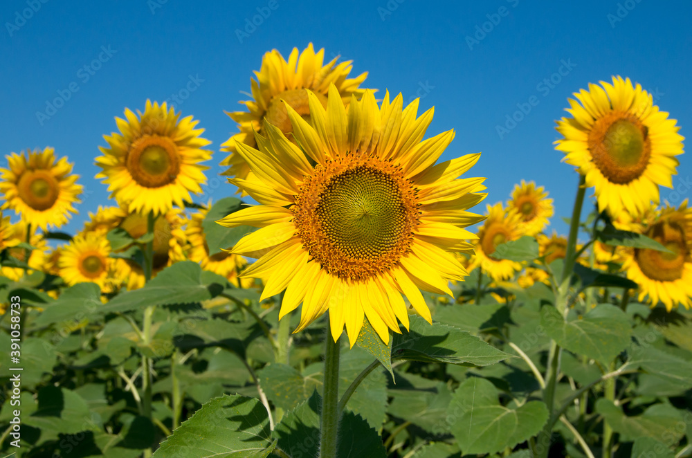 Sunflower oilseed plant