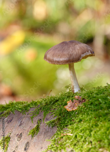 Mushrooms in the Forest (Bergwerkswald, Grossen-Linden, Hessia Germany) during awalk in autum