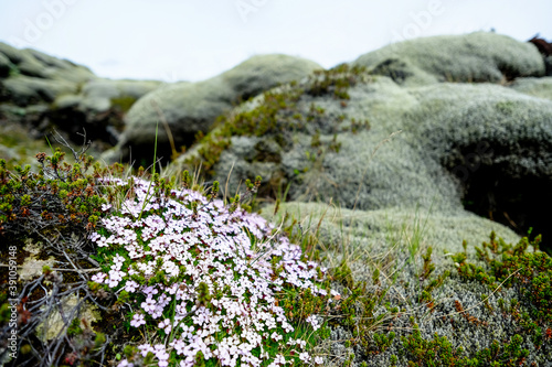 Moss and Flowers